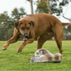 Illustration for article titled $300 RC Critter Is Your Dog's New Best Friend
